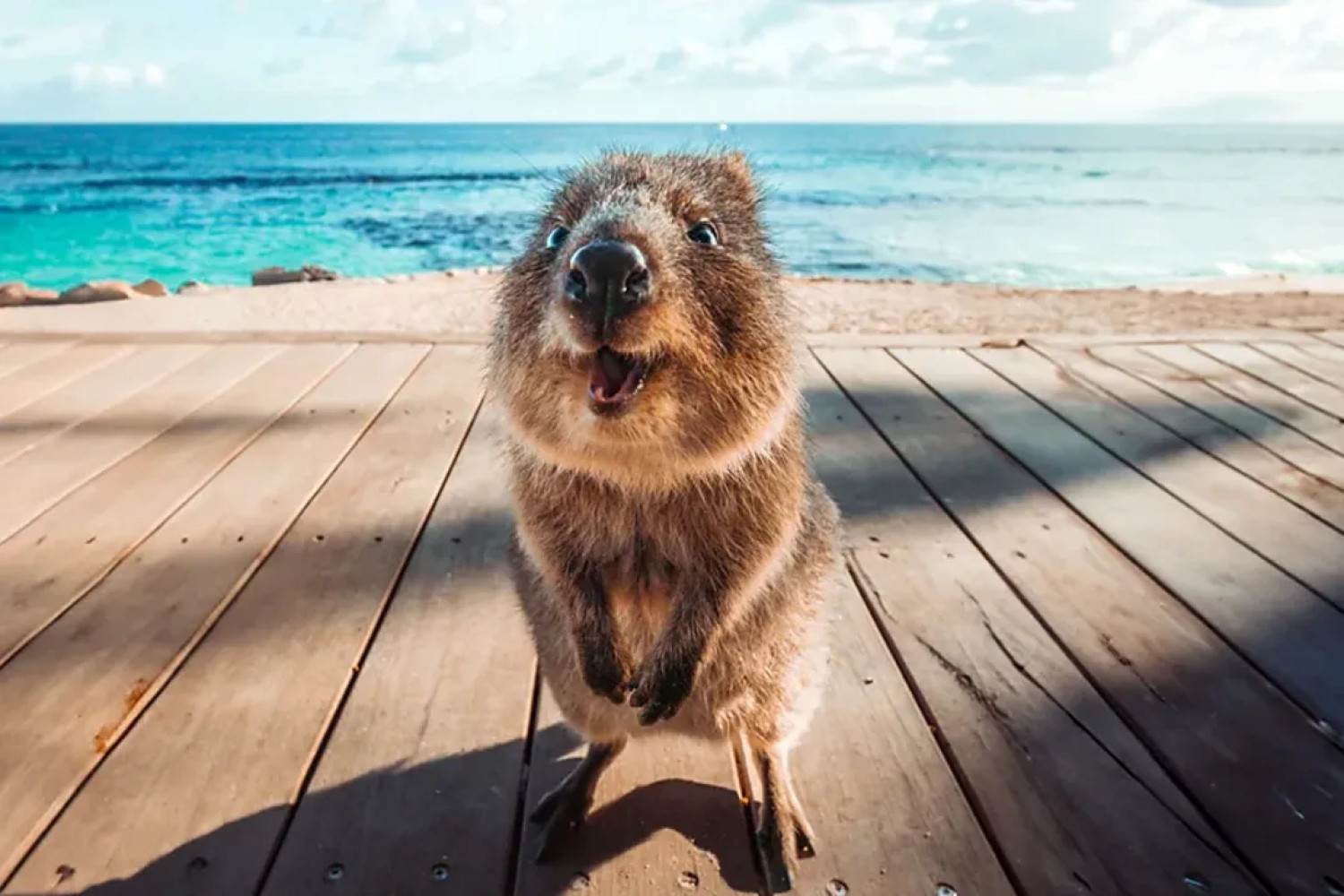 Quokka – Animalul cu Cel Mai Larg Zâmbet și Insula Mysticã: Aventură pe Rottnest, Perla Secretã din Vestul Australiei